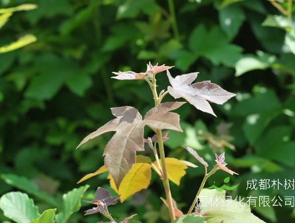 金秋九月能修剪葛花树枝吗？