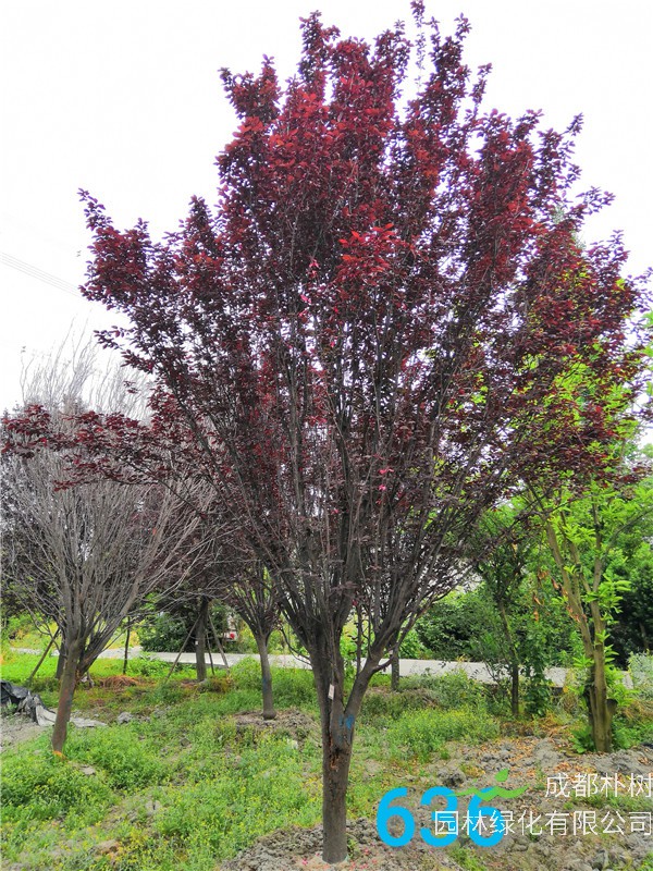 红叶李苗圃栽植基地【直销更多规格】15公分红叶李价格3000元