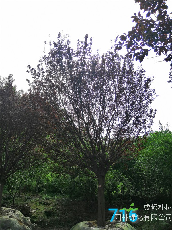 2020年20公分-25公分红叶李价格形势是怎么样的？