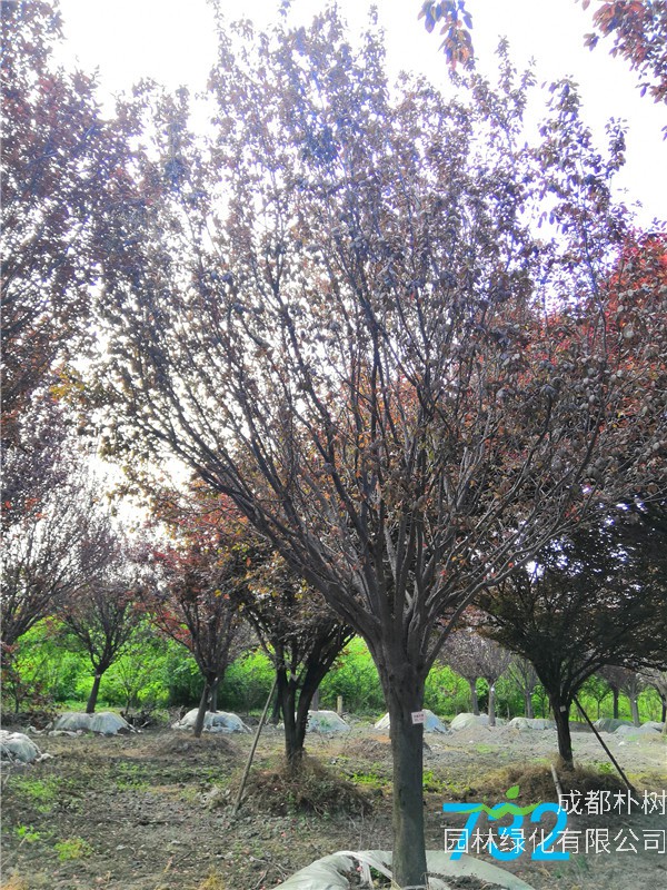 2020年20公分-25公分红叶李价格形势是怎么样的？