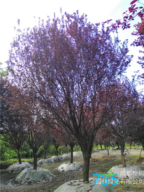 2020年20公分-25公分红叶李价格形势是怎么样的？