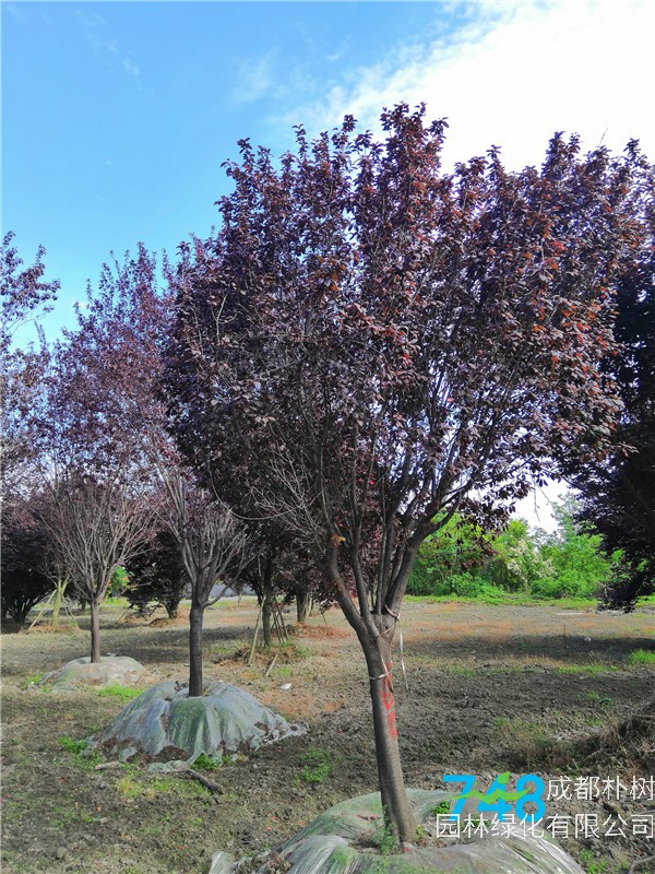 15公分-19公分的红叶李价格形势是怎么样？