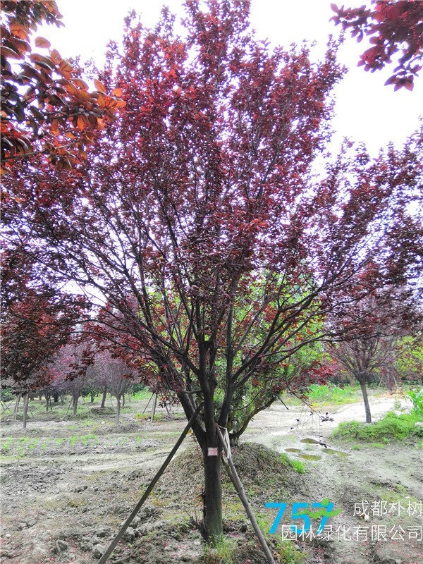 红叶李苗圃栽植基地【直销更多规格】18公分红叶李价格4800元