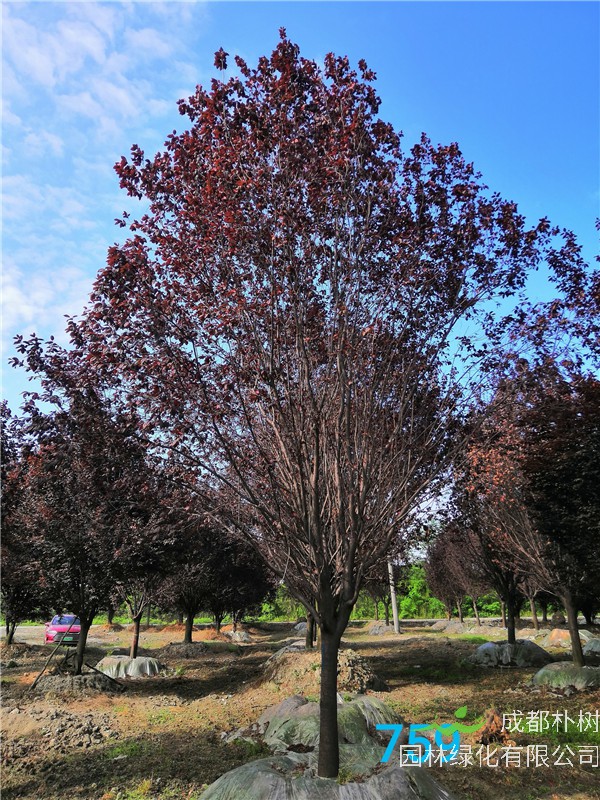 15公分-19公分的红叶李价格形势是怎么样？