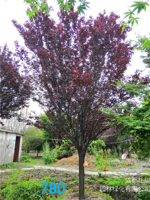 红叶李苗圃栽植基地【直销更多规格】16公分红叶李价格3200元