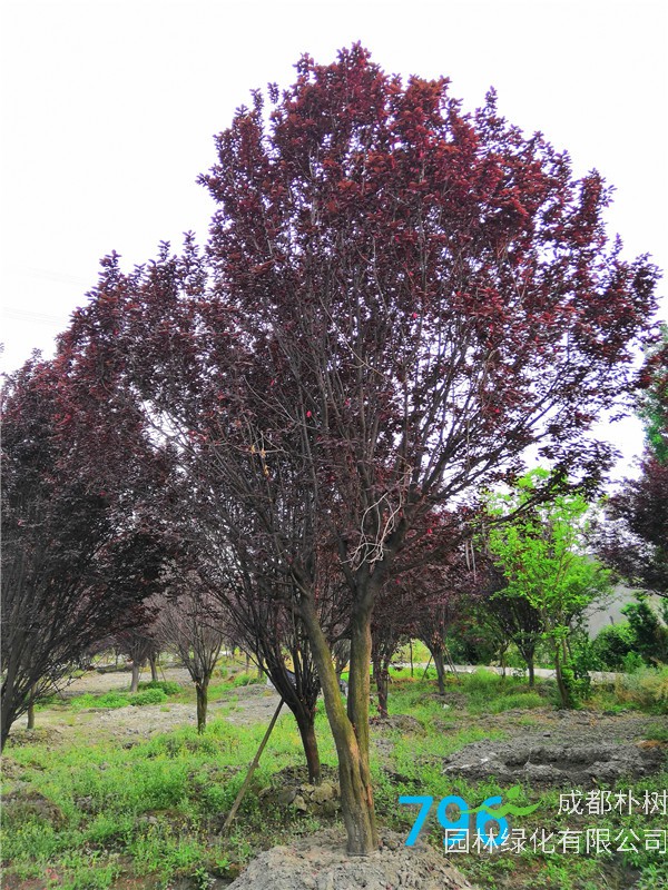 红叶李苗圃栽植基地【直销更多规格】23公分红叶李价格7800元