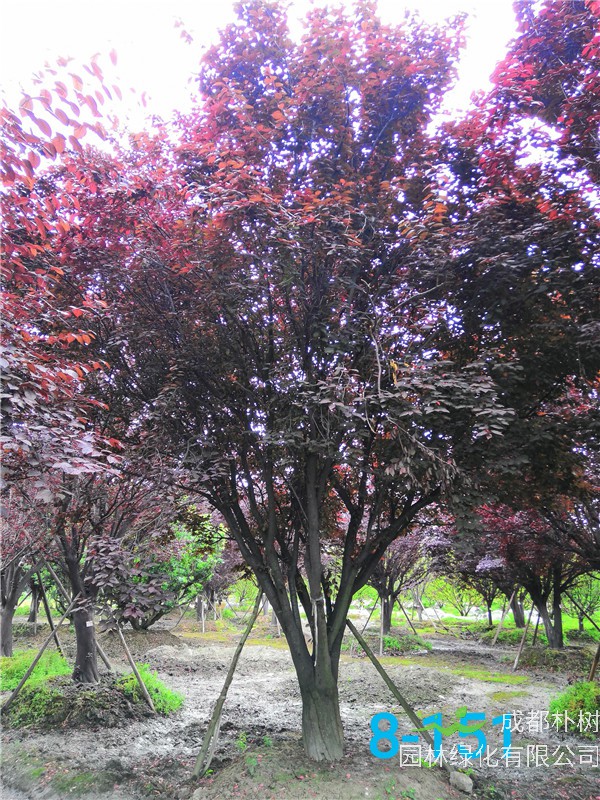 红叶李苗圃栽植基地【直销更多规格】33公分红叶李价格18600元