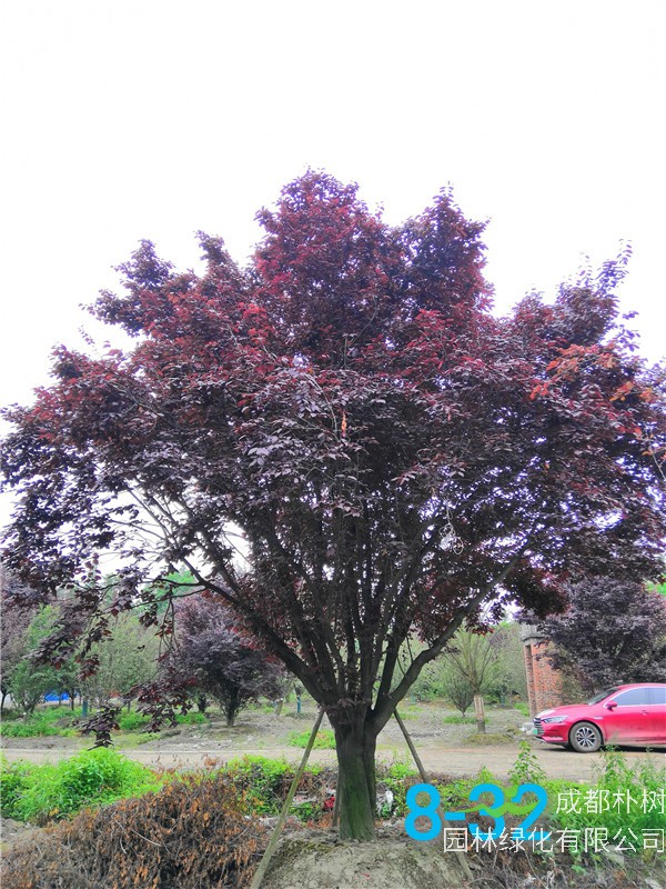 红叶李苗圃栽植基地【直销更多规格】34公分红叶李价格18600元
