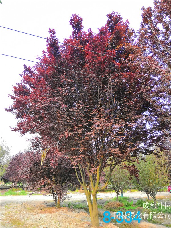 红叶李苗圃栽植基地【直销更多规格】22公分红叶李价格6500元