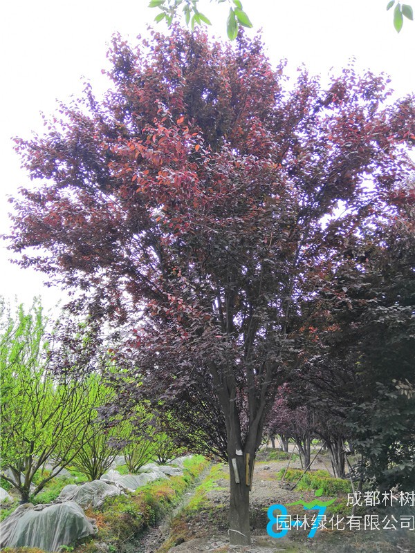 红叶李苗圃栽植基地【直销更多规格】25公分红叶李价格9500元