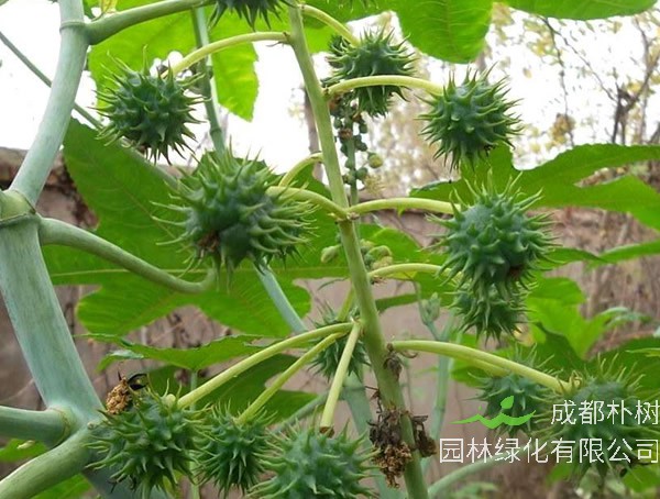 蓖麻树可以在室内养吗？