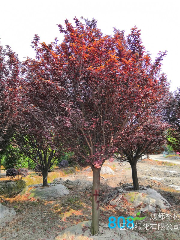 15公分-19公分的红叶李价格形势是怎么样？