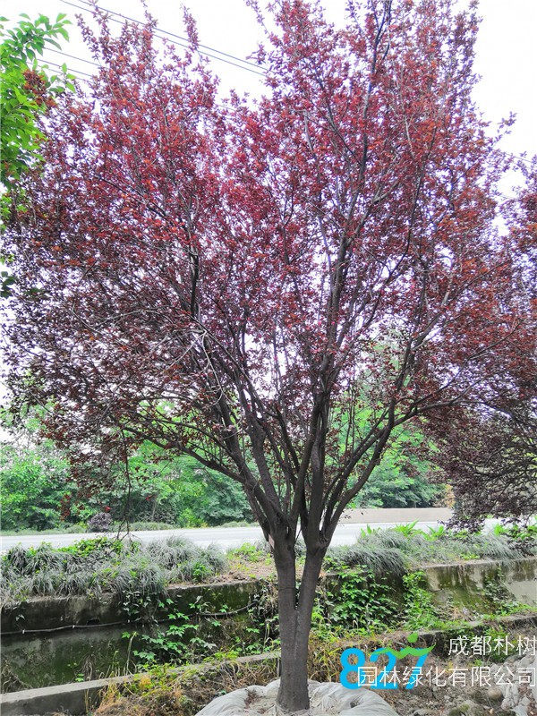 2020年红叶李26-33公分的价格-趋势？