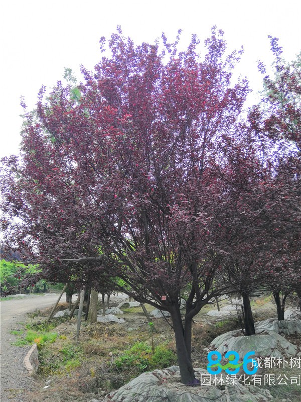 2020年20公分-25公分红叶李价格形势是怎么样的？