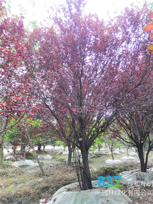 2020年20公分-25公分红叶李价格形势是怎么样的？