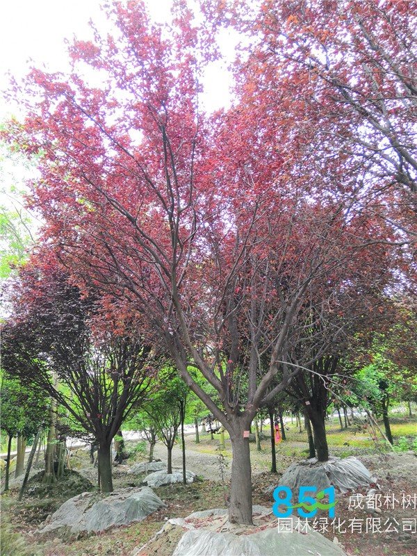 2020年20公分-25公分红叶李价格形势是怎么样的？