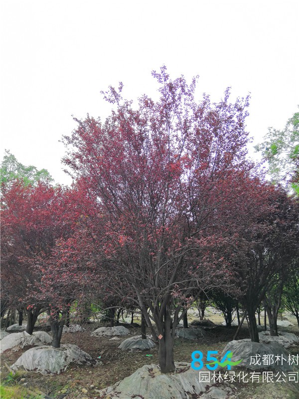 2020年红叶李26-33公分的价格-趋势？