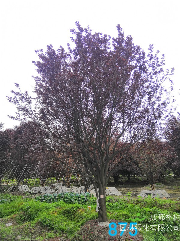 红叶李苗圃栽植基地【直销更多规格】28公分红叶李价格12000元