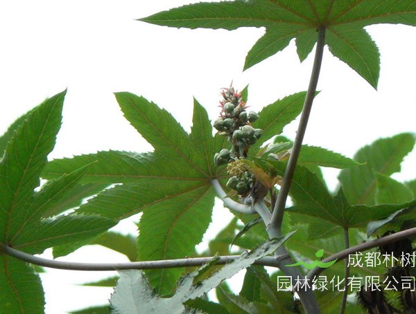 蓖麻树种植利润分析，种植蓖麻能够挣钱么？
