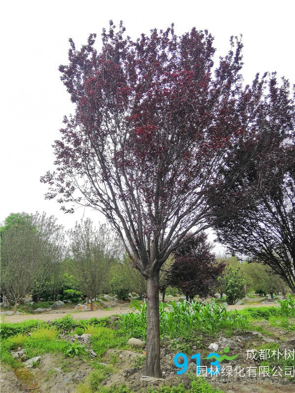 红叶李苗圃栽植基地【直销更多规格】20公分红叶李价格5800元+