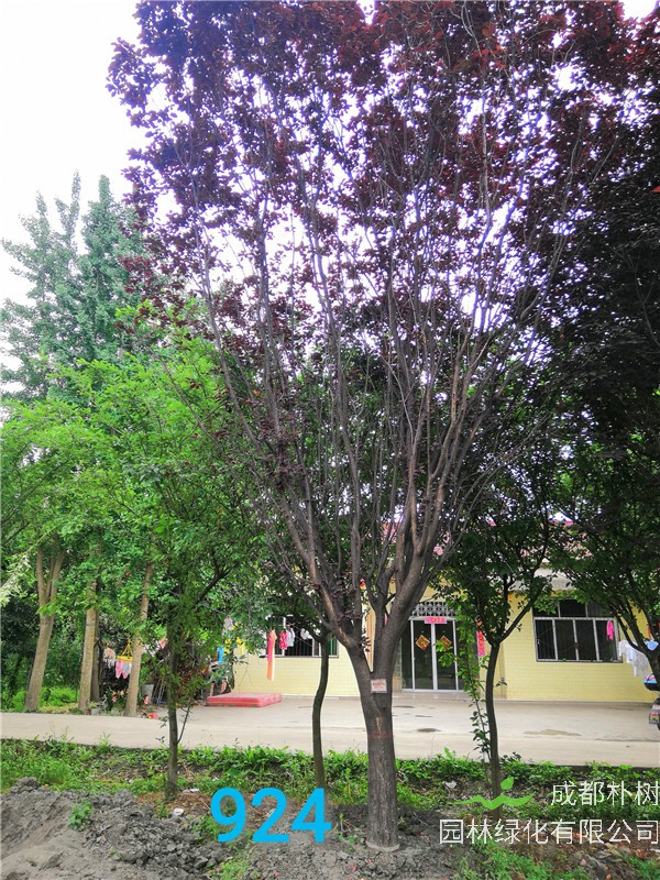 红叶李苗圃栽植基地【直销更多规格】19公分红叶李价格4800元