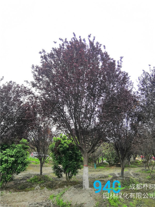 红叶李苗圃栽植基地【直销更多规格】24公分红叶李价格8200元