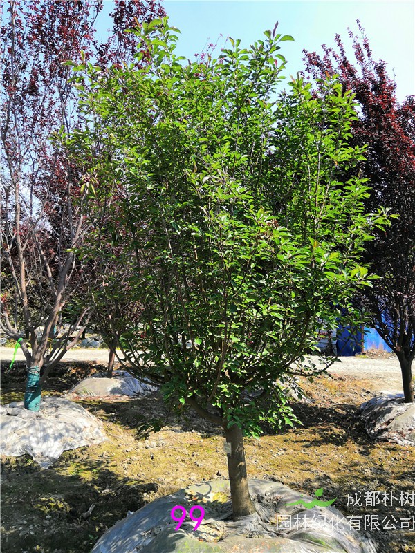 北美海棠怎么种植？