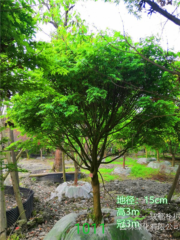 2020年鸡爪槭11公分-15公分的价格形势是怎么样？