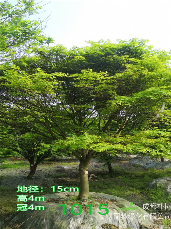 鸡爪槭苗圃栽植基地【直销更多规格】15公分鸡爪槭5000元