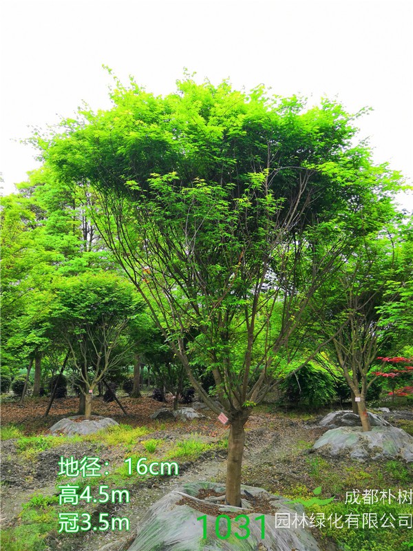 鸡爪槭苗圃栽植基地【直销更多规格】16公分鸡爪槭6000元
