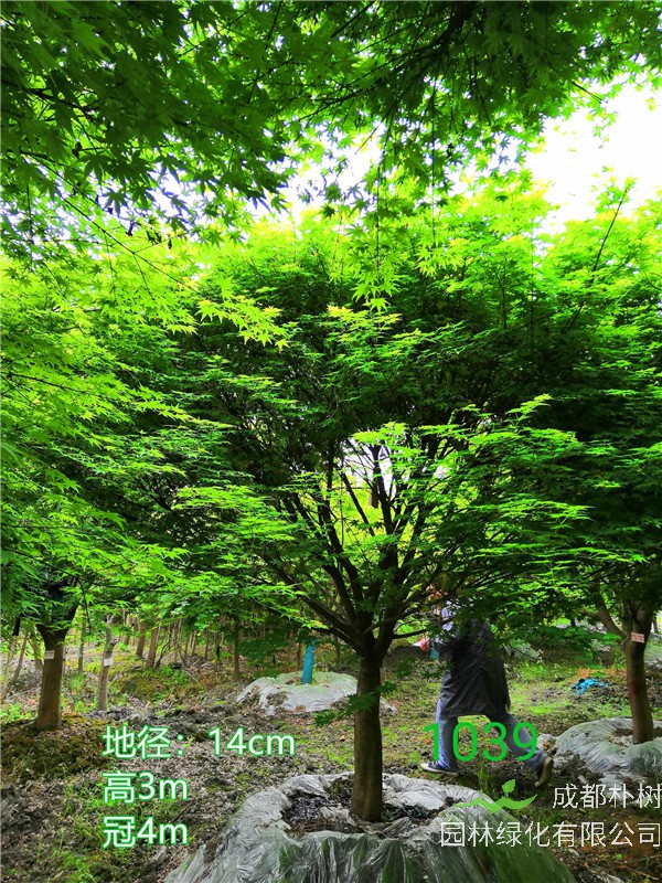 2020年鸡爪槭11公分-15公分的价格形势是怎么样？