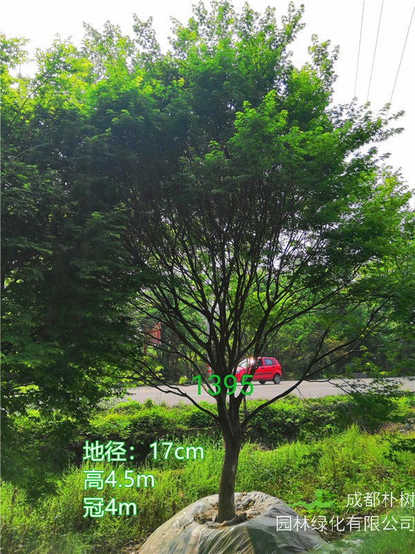 鸡爪槭苗圃栽植基地【直销更多规格】17公分鸡爪槭8000元