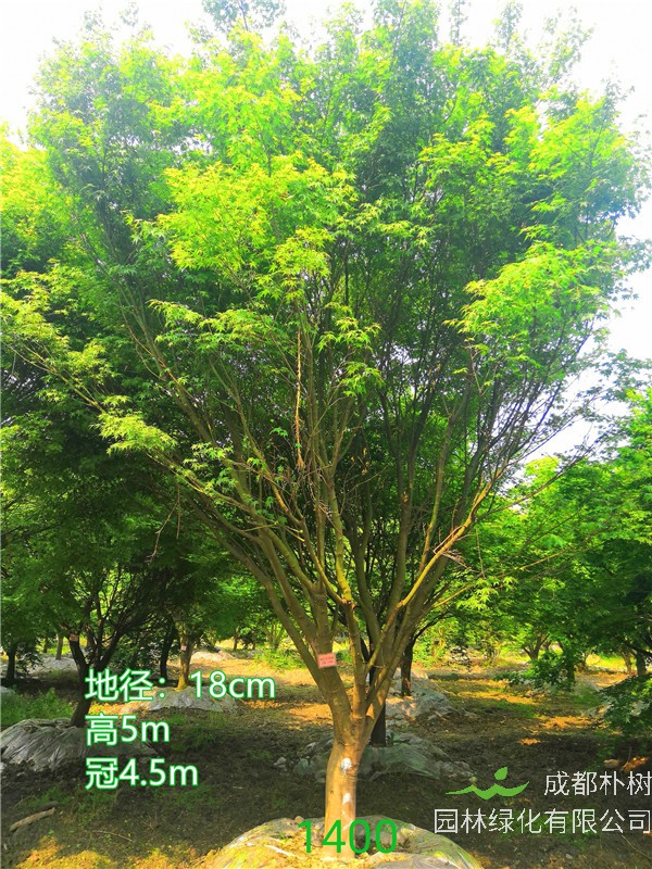 鸡爪槭苗圃栽植基地【直销更多规格】18公分鸡爪槭14000元