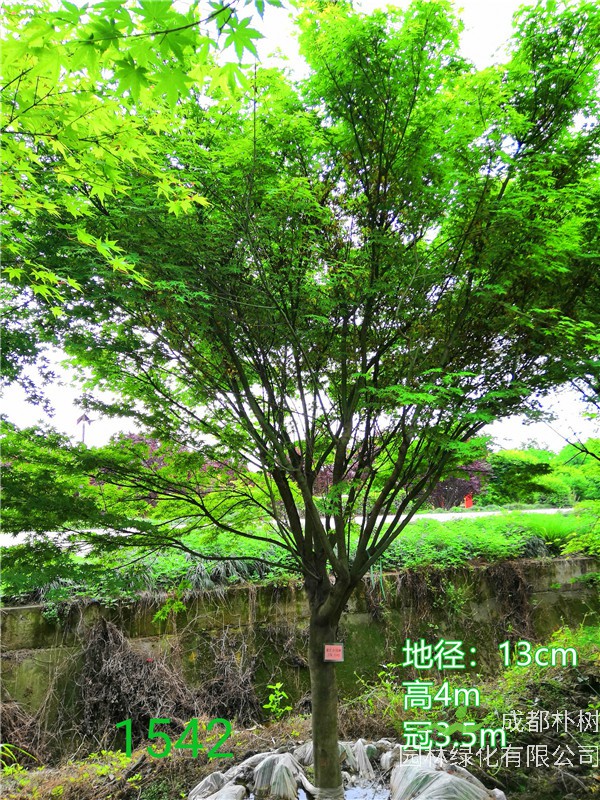 鸡爪槭苗圃栽植基地【直销更多规格】13公分鸡爪槭3000元
