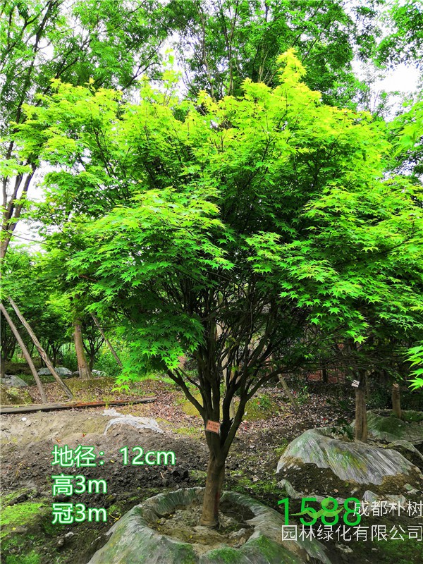 2020年鸡爪槭11公分-15公分的价格形势是怎么样？