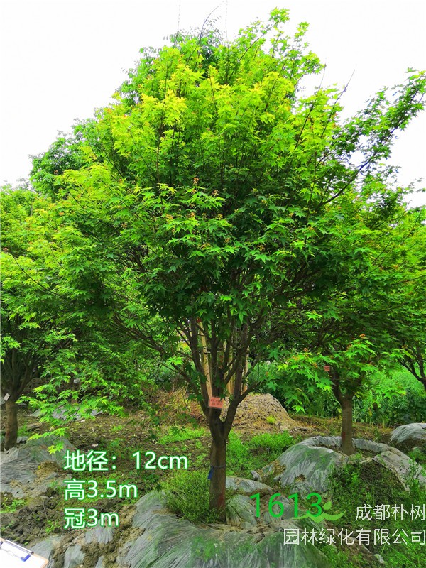 鸡爪槭苗圃栽植基地【直销更多规格】12公分鸡爪槭2300元