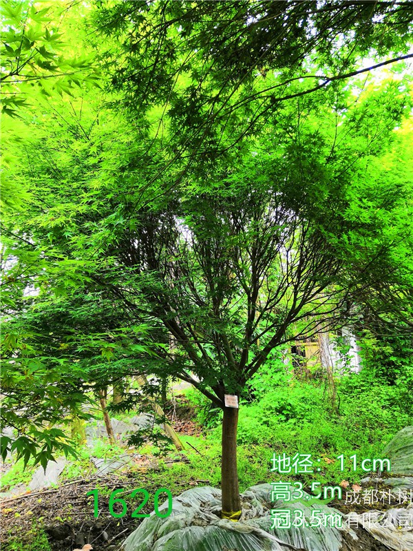 2020年鸡爪槭11公分-15公分的价格形势是怎么样？