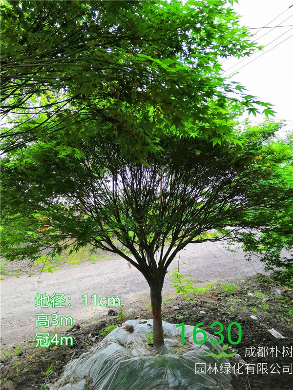 鸡爪槭苗圃栽植基地【直销更多规格】11公分鸡爪槭1700元