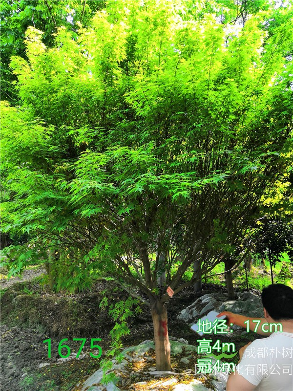 鸡爪槭如何修剪？