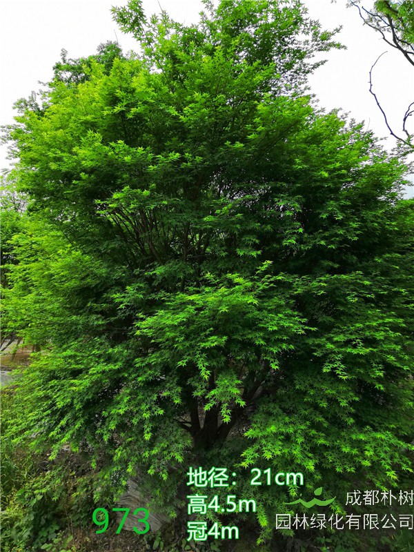 鸡爪槭如何修剪？