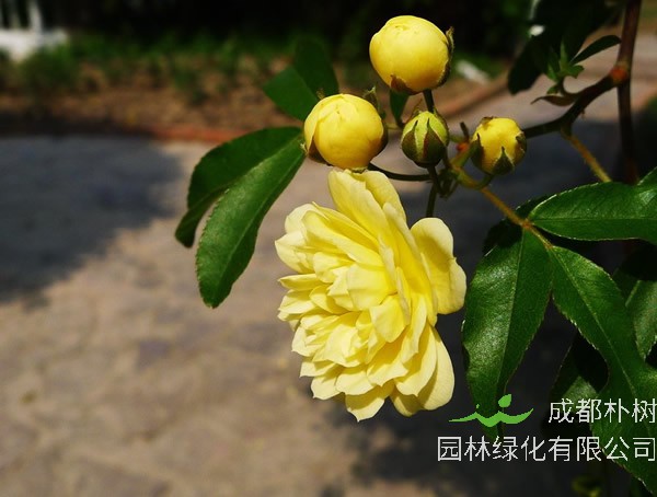 2020年重瓣黄木香为什么那么贵？