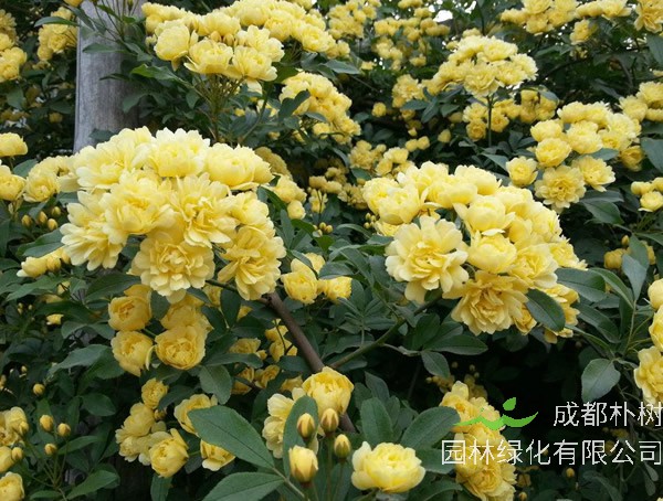 重瓣黄木香为什么扦插难存活？