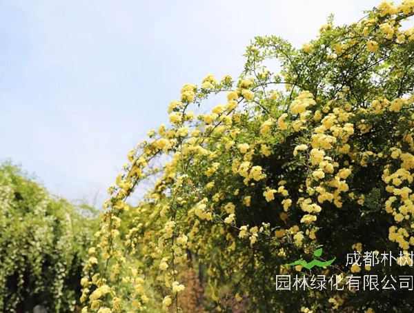 重瓣黄木香生长速度有多快？