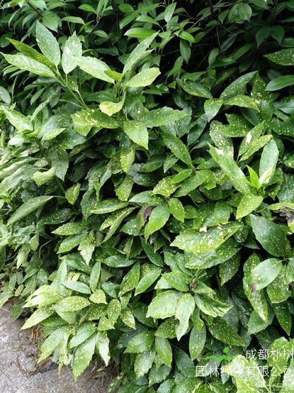 花叶青木的养殖方法和注意事项有哪些？