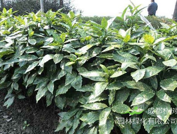 盆栽花叶青木可以养室内吗？