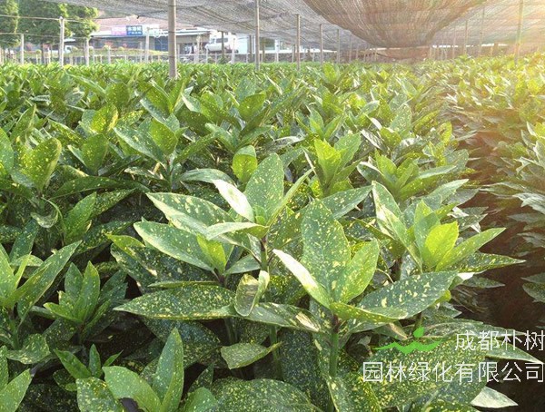 花叶青木可以扦插吗？存活率高么？