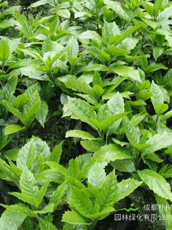 花叶青木什么时间移栽比较好？