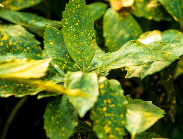 花叶青木是什么植物？是否有毒？