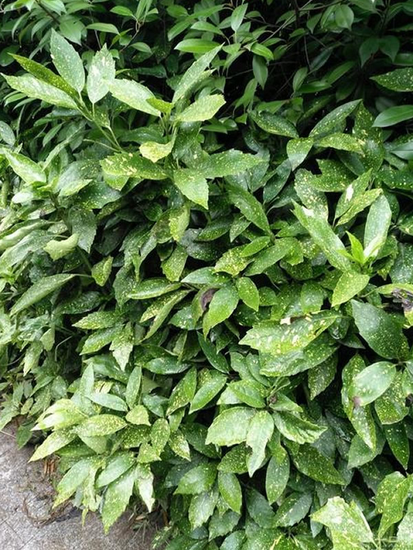 花叶青木的养殖方法和注意事项有哪些？