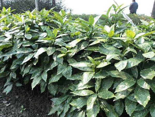 盆栽花叶青木可以养室内吗？